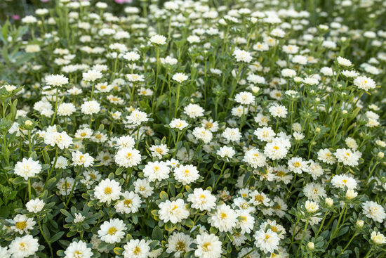 Ķīnas astere ‘Serenade White’ (Callistephus chinensis) 20 sēklas